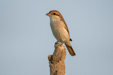 Red backed shrike, Lanius collurio, Desert National Park, Rajasthan, India