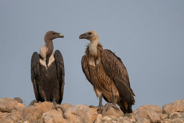 Fototapeta premium White-rumped vulture, Griffon vulture, Gyps bengalensis, Desert National Park, Rajasthan, India