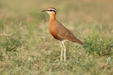 Naklejka premium Indian courser, Cursorius coromandelicus, Desert National Park, Rajasthan, India