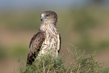 Short-toed snake eagle, Circaetus gallicus, Desert National Park, Rajasthan, India