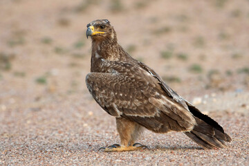 Tawny eagle, Aquila rapax, Desert National Park, Rajasthan, India