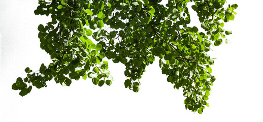 branch leaves or green leaf isolated. Tree Leaf.