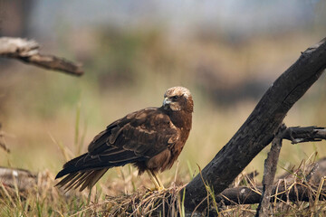 Obraz premium Keoladeo National Park, Bharatpur, Rajasthan, India. Marsh Harrier, Family: Accipitridae