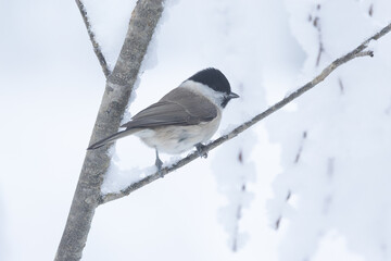 A small Marsh tit standing on a snowy branch in a wintry forest in Estonia, Northern Europe