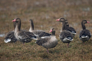 Fototapeta premium Keoladeo National Park, Bharatpur, Rajasthan, India. Greylag Goose, Anser anser