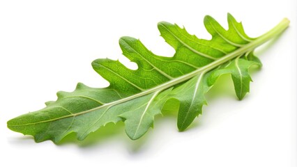 Obraz premium Fresh green arugula leaf isolated on white background