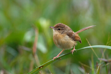Keoladeo National Park, Bharatpur, Rajasthan, India.  Plain Prinia, Prinia inornata