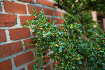 Vine, nature and bush of plants in garden for horticulture, greenery and botany at location. Outdoor, environment and bunch of leaves with landscape for botanical blossom in sustainable park.
