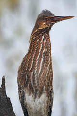 Keoladeo National Park, Bharatpur, Rajasthan, India.  Black Bittern, Ixobrychus flavicollis