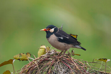 Keoladeo National Park, Bharatpur, Rajasthan, India.  Pied Starling, Gracupica contra