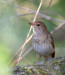 Thrush Nightingale, Luscinia luscinia. A bird sits on a fallen tree