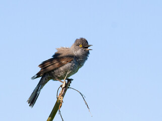 Barred warbler, Sylvia nisoria. A bird sings sitting on the stem of a plant