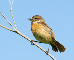 European stonechat, Saxicola rubicola. A bird sits in a meadow on the stem of a plant against a sky
