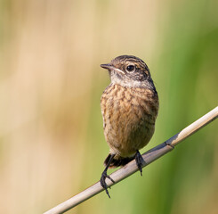 European stonechat, Saxicola rubicola. A bird sits on the stem of a plant on a beautiful background