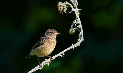 European stonechat, Saxicola rubicola. A bird perched on a plant stem on a flat dark background