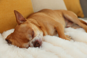 Cute chihuahua dog sleeping on sofa indoors
