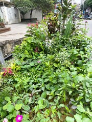 selling  plants on the street.this photo was taken from Chittagong,Bangladesh.