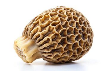 Obraz premium Fresh morel mushroom isolated on white background