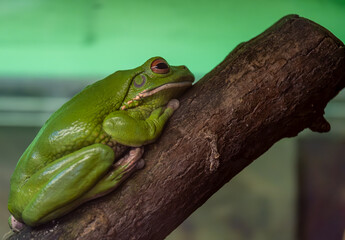 A green frog frog in a terrarium in close-up.