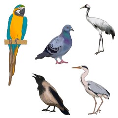 Illustration, watercolor wild birds, crow, stork, heron, parrot, pigeon isolated on white background