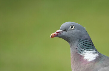 A closeup of a wood pigeon looking upwards against a defocused green background. 