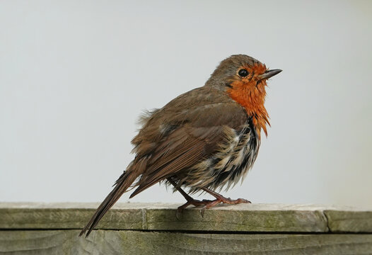 A wet, scruffy robin perching on a wooden fence to dry off after taking a bath in a garden pond. 