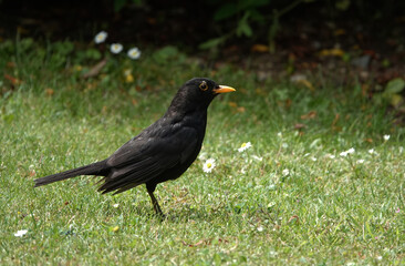 A side view of a male blackbird, turdus merula, standing on the grass in a garden. 