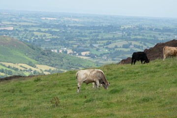 Obraz premium View of Gullion Forest Park in Northern Ireland with lush greenery and tranquil surroundings
