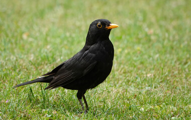 A closeup of a male blackbird, turdus merula, standing on grass. 