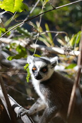 Katta or Ring tailed lemurs (lemur catta) are the national animal of Madagascar, Africa