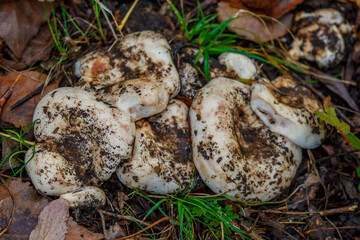 Group fungus in autumn forest with leaves.The mushroom is a real mushroom (Latin Lactarius resimus).Knife for the mushroom hunting in the wild forest.Basidiomycetous fungi.Microdosing.