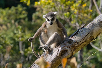 Katta or Ring tailed lemurs (lemur catta) are the national animal of Madagascar, Africa