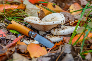 Group fungus in autumn forest with leaves.The mushroom is a real mushroom (Latin Lactarius resimus).Knife for the mushroom hunting in the wild forest.Basidiomycetous fungi.Microdosing.