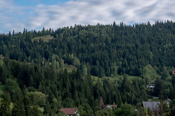 forest in the mountains