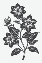 Fototapeta premium Four OClock Branch with Beautiful Flowers Silhouette Vector Art Design for Creative Projects