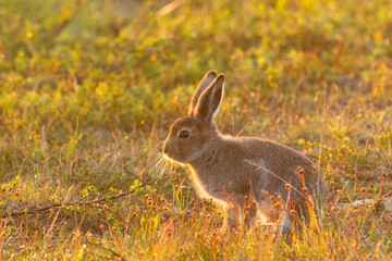 Young Mountain hare standing still during a summery midnight sun in Urho Kekkonen National Park, Northern Finland	