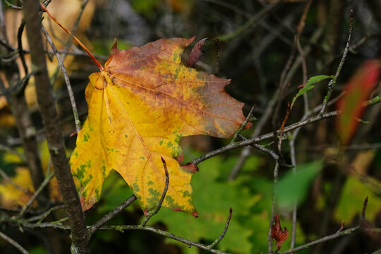 A fallen colorful autumn maple leaf