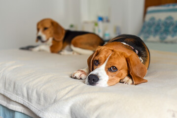 Fototapeta premium beagle sleeping on the bed