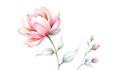 Fototapeta premium Watercolor Flower Illustration with Pastel Tones and Delicate Details