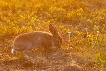 Closeup of a young Mountain hare eating a plant during a summery midnight sun in Urho Kekkonen National Park, Northern Finland	