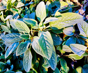 Lamb's Ears  (Stachys Byzantina)