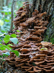 Brown fungi growing on a dead tree log in a wood