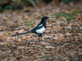 Magpie Bird Foraging for Acorns in Leaf Litter