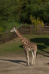 A tall giraffe is standing gracefully in a dusty dirt field that lies in front of a rustic wooden fence that is weathered by time