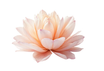 Fototapeta premium pink water lily
