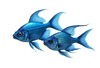 fish on a white background © Runa