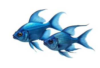 fish on a white background