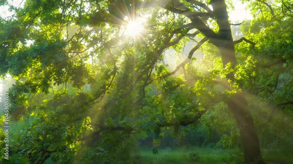 Aufkleber sunlight streams through the leaves of large oak tree in lush morning foggy forest. magical misty fo