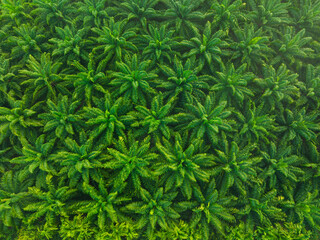 Aerial view oil palm plantation tree forest morning sun light green tree pattern
