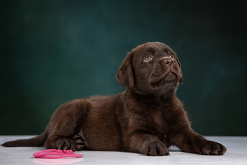 Obraz premium chocolate labrador puppy on a uniform background